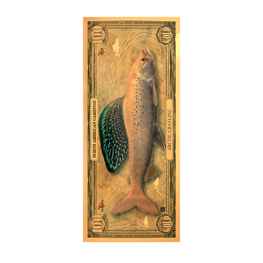 Arctic Grayling Aurum