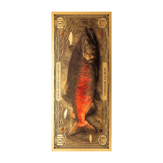 Chinook Salmon Aurum