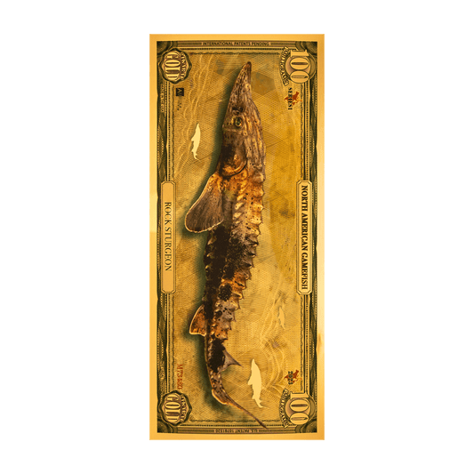 Rock Sturgeon Aurum
