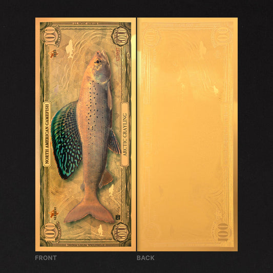 Arctic Grayling Aurum