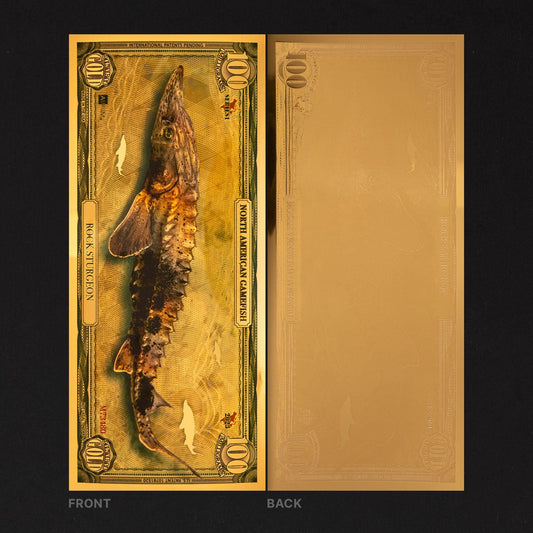 Rock Sturgeon Aurum